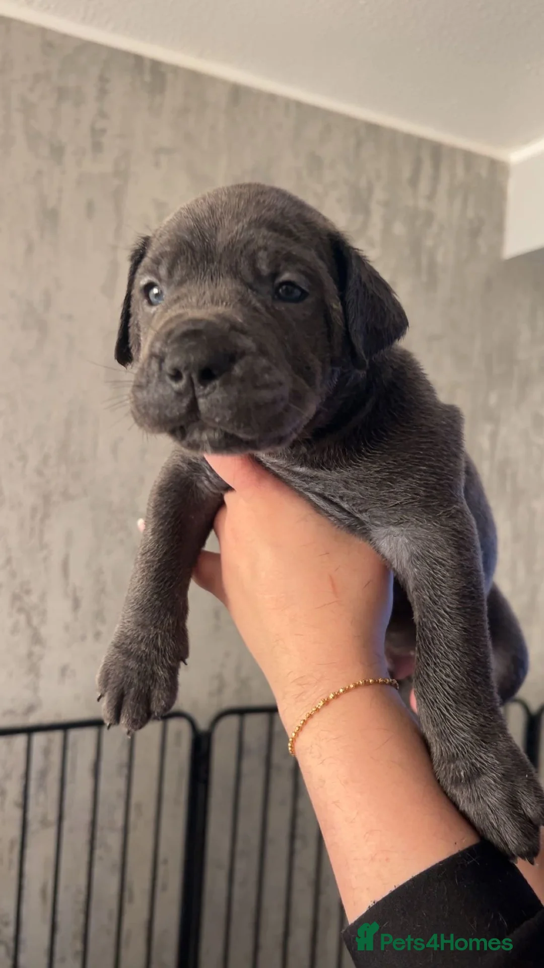 Cane Corso dogs for sale: Pure Blue Cane Corso puppies for sale - Advert 2