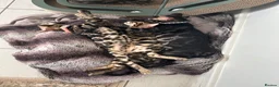 Bengal cats for sale: Beautiful Bengal Kittens, Ready now  - Advert 6