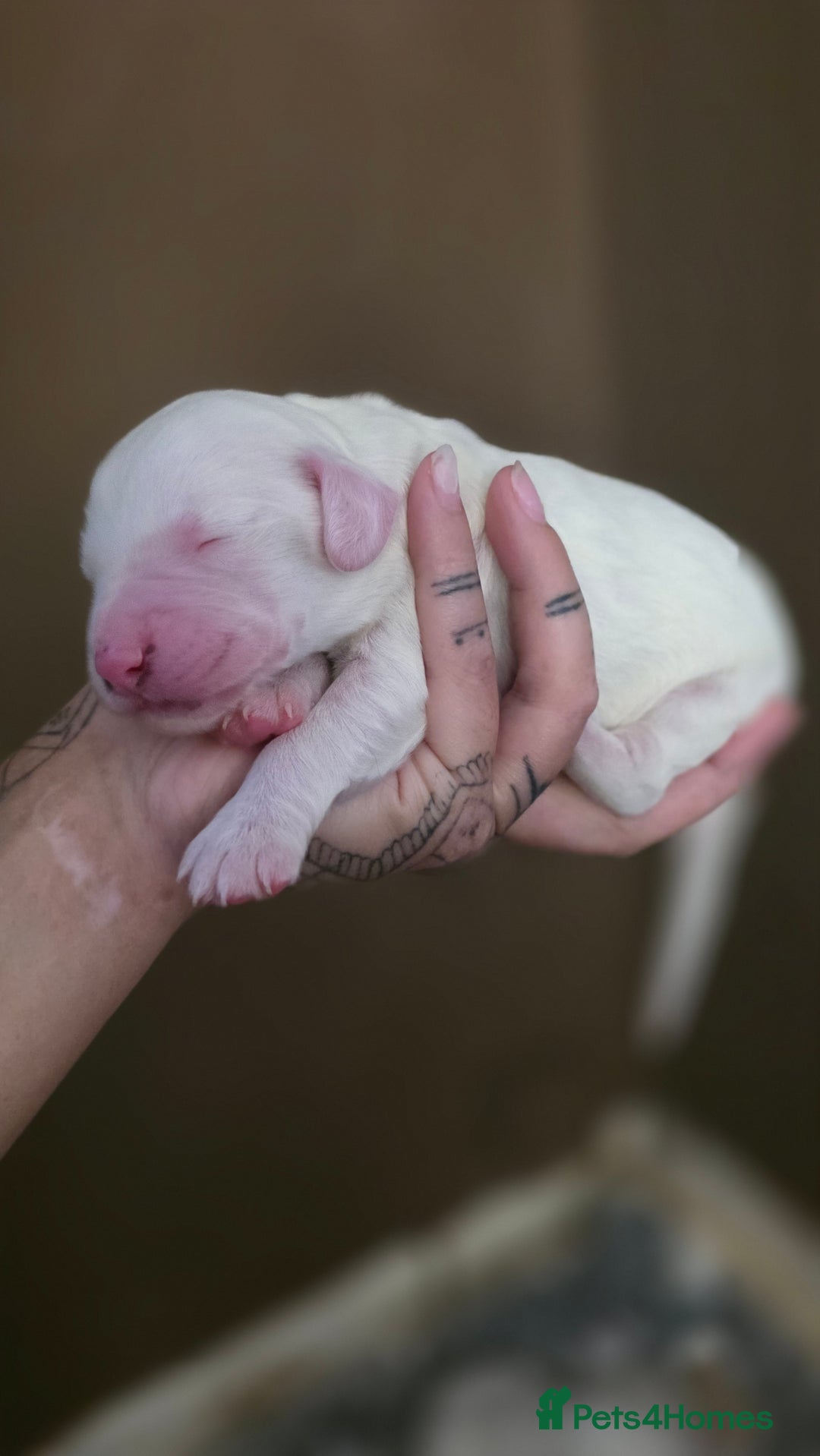 Mixed Breed dogs for sale: Beautiful cocker spaniels - Image 14