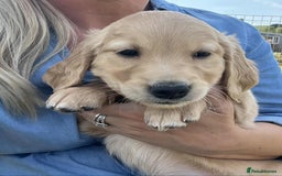Golden Retriever dogs for sale: Beautiful KC Golden Retriever Puppies - Image 18