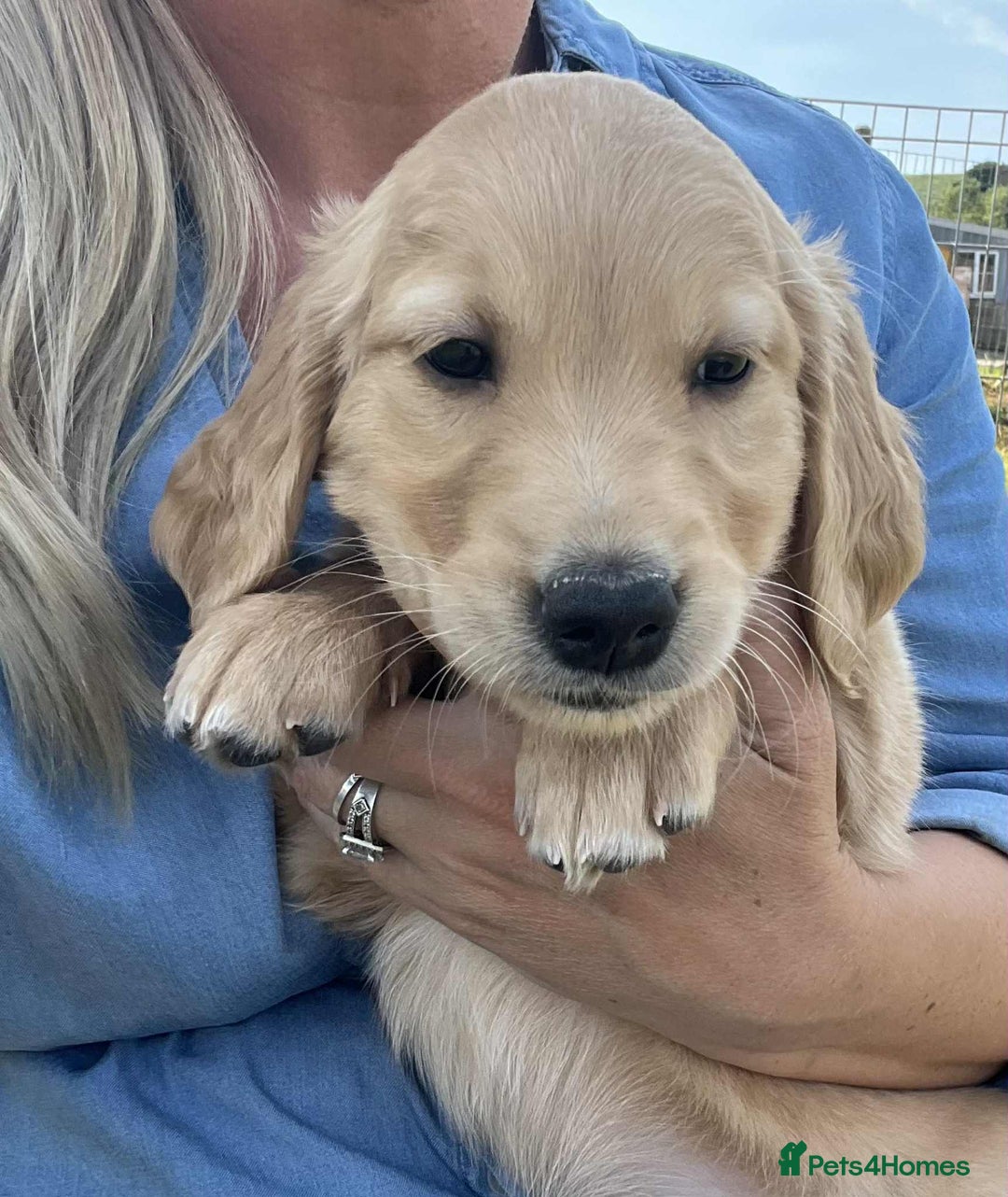 Golden Retriever dogs for sale: Beautiful KC Golden Retriever Puppies - Image 18