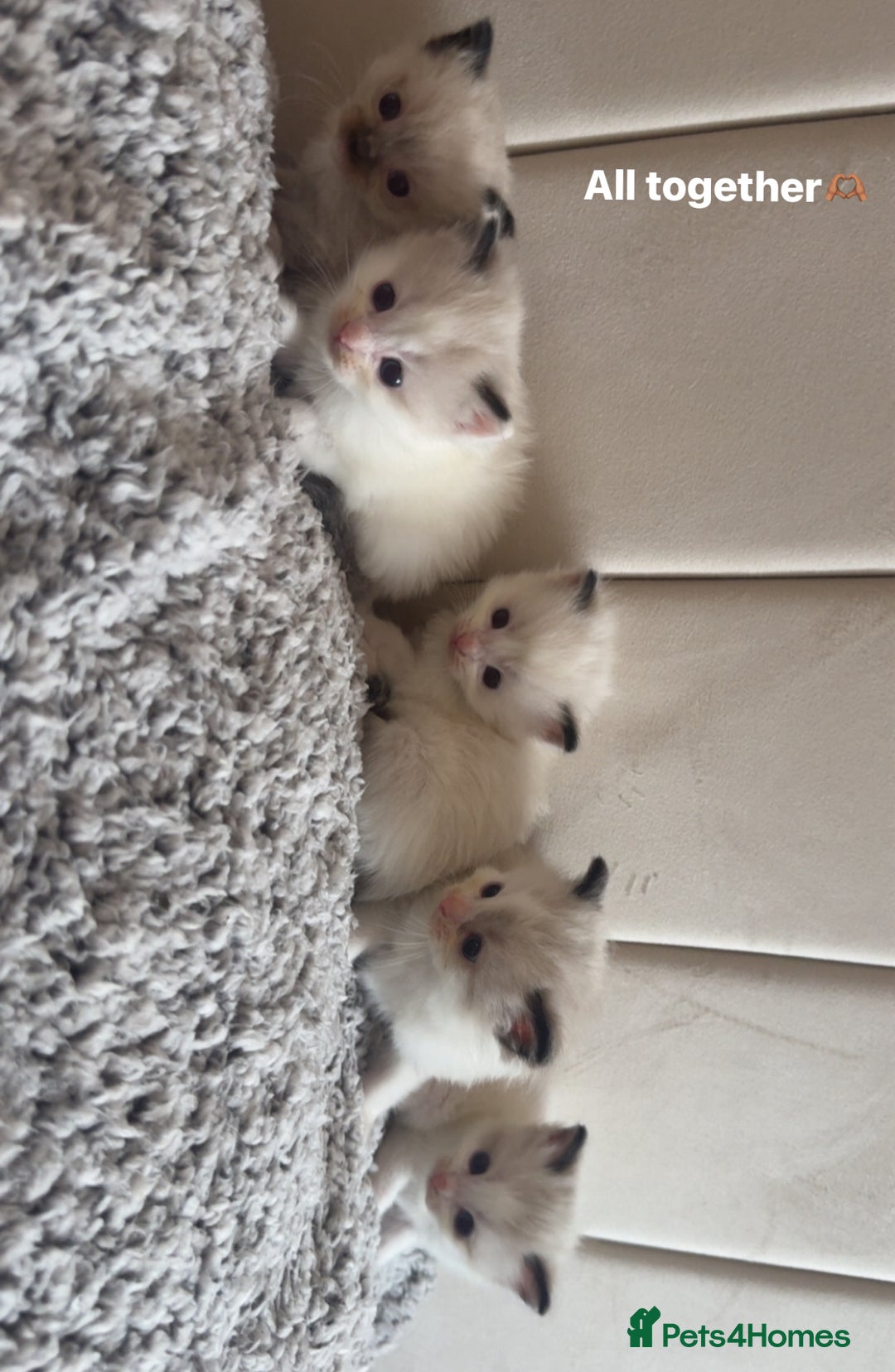 Ragdoll cats for sale: Five Beautiful Pure Breed Ragdoll Kittens🤍 - Image 9