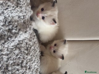 Ragdoll cats - Advert 3