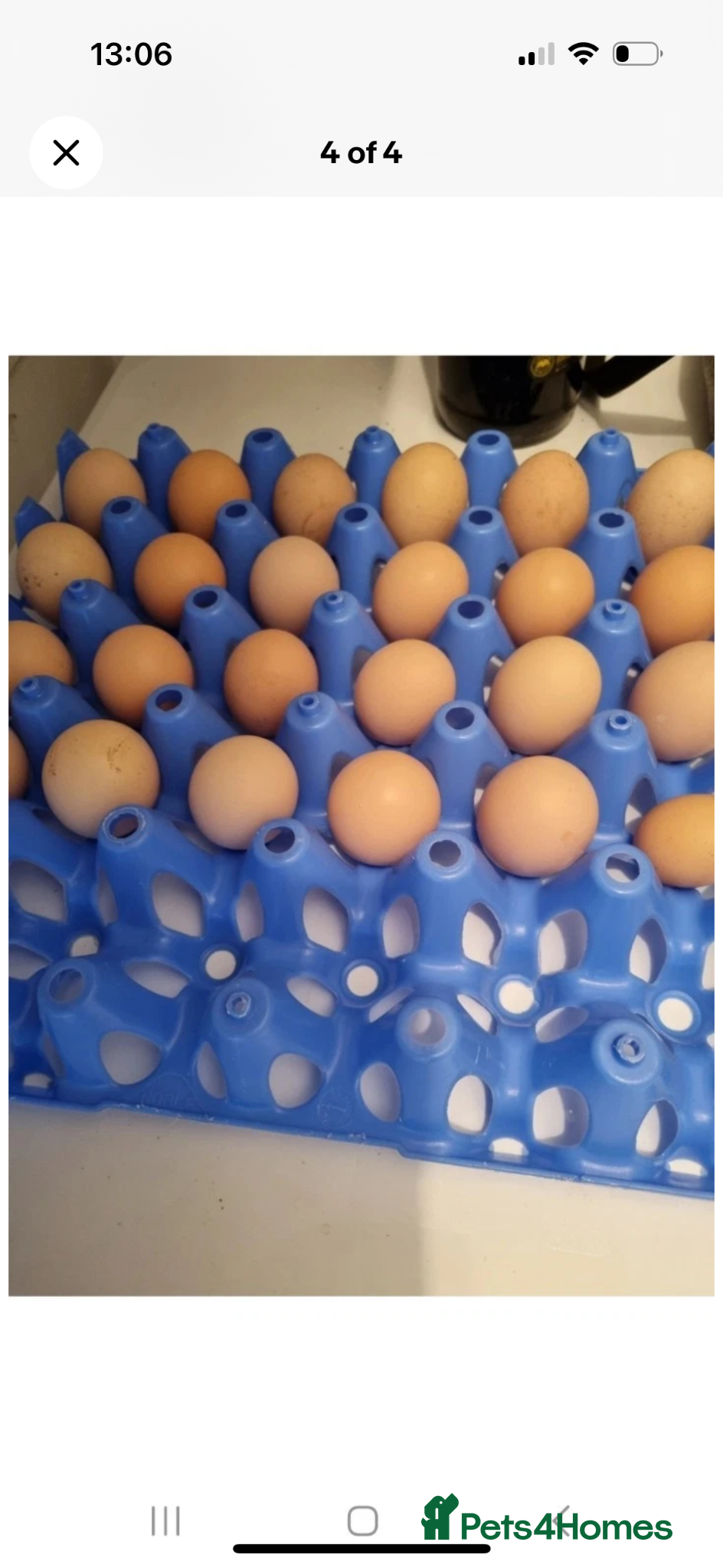 Chickens poultry Lavender peking bantam hatching eggs - Advert 3