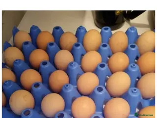 Chickens poultry Lavender peking bantam hatching eggs - Advert 3