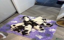 English Springer Spaniel dogs for sale: Kc springer puppies  - Image 5