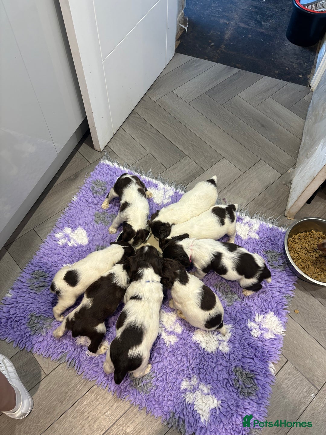English Springer Spaniel dogs for sale: Kc springer puppies  - Image 5