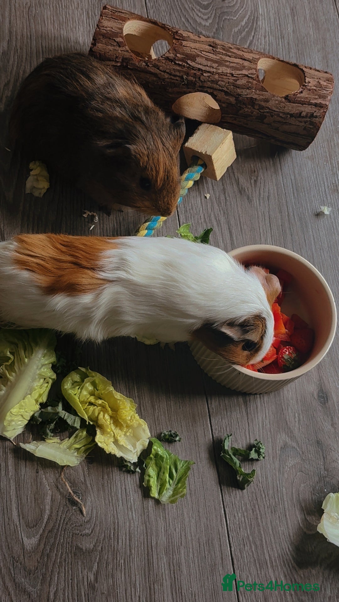 Guinea Pig rodents for sale: 2 male guinea pigs  - Image 3