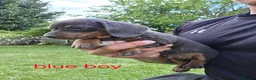 Miniature Dachshund dogs for sale: PRA CLEAR, KC REG MIN DACHSHUNDS  - Advert 20