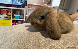 Mini Lop rabbits for sale: Mini Lop Babies ready to reserve - Image 3