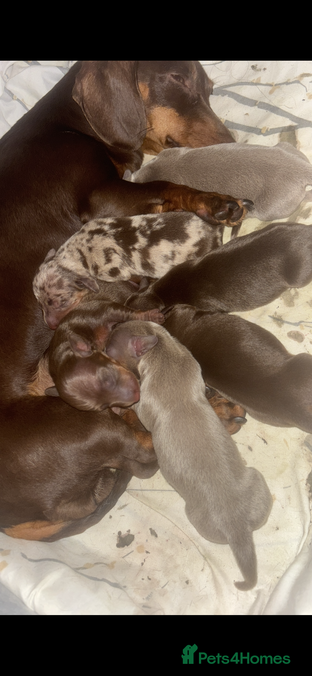 Miniature Dachshund dogs for sale: Mini dachshund pups (true real mini’s) - Image 9