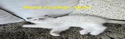 Ragdoll cats for sale: Adorable Ragdoll kittens looking for loving homes! - Advert 36
