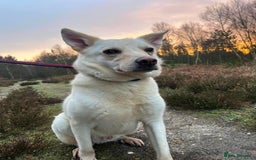 Mixed Breed dogs for adoption: Buddy - Norwich Norfolk  - Image 27