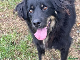 Mixed Breed dogs in Ashford - Advert 24