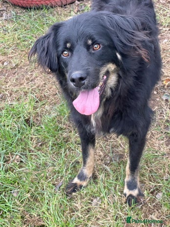 Mixed Breed dogs ALEXANDER in Ashford - Advert 10