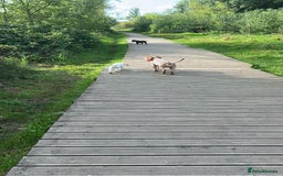 Cocker Spaniel dogs for sale: Female red roan dna clear pup  - Image 5