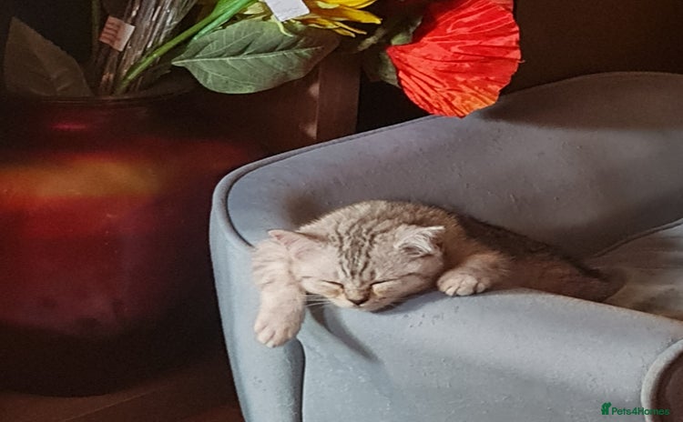 Scottish Fold cats - Advert 1