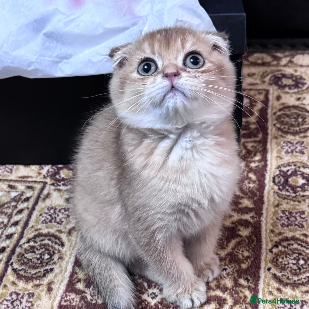Scottish Fold cats for sale: Pure Scottish kittens in hull - Image 8