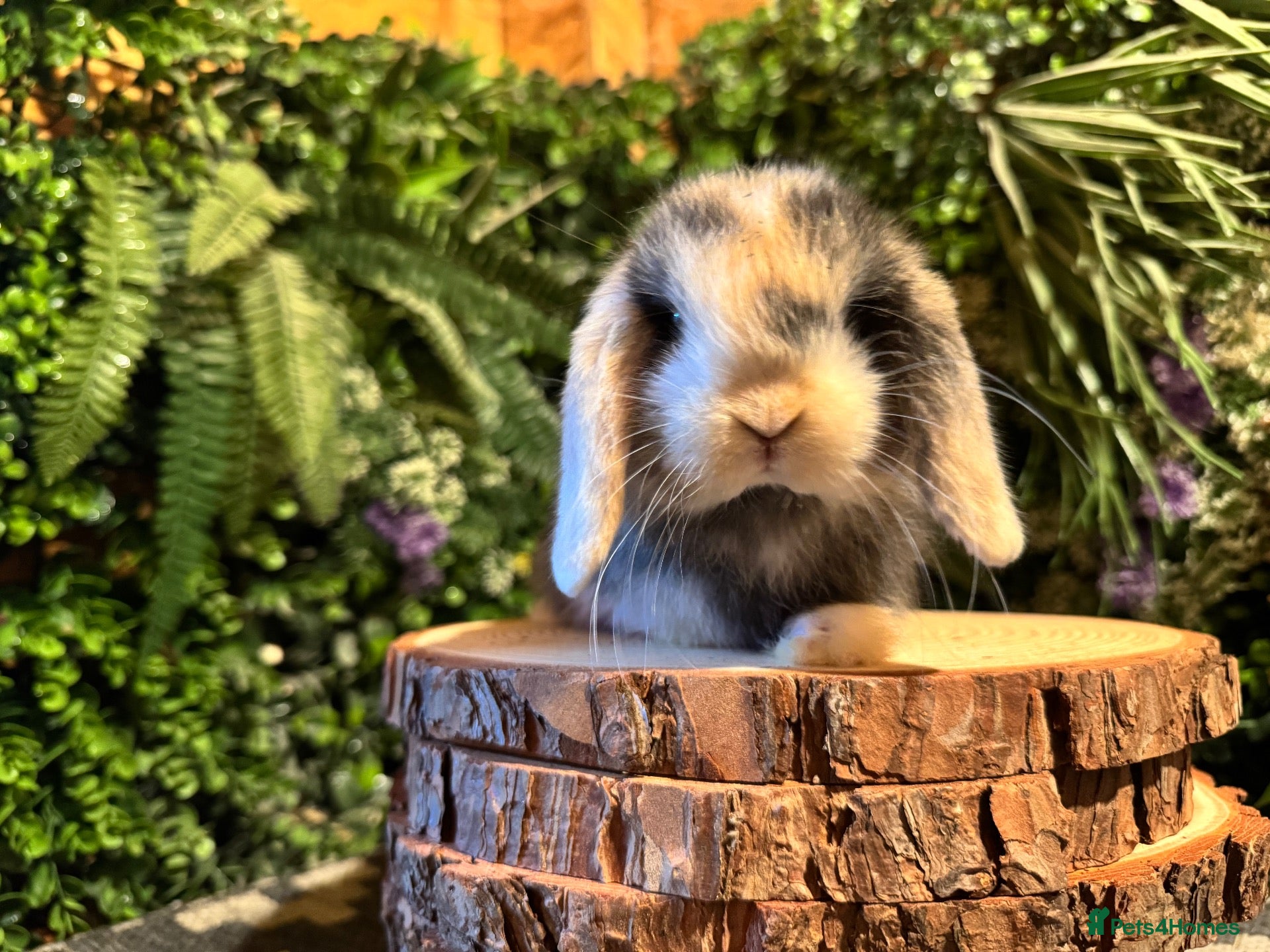 Mini Lop rabbits Superb pure bred mini lops available  - Advert 1