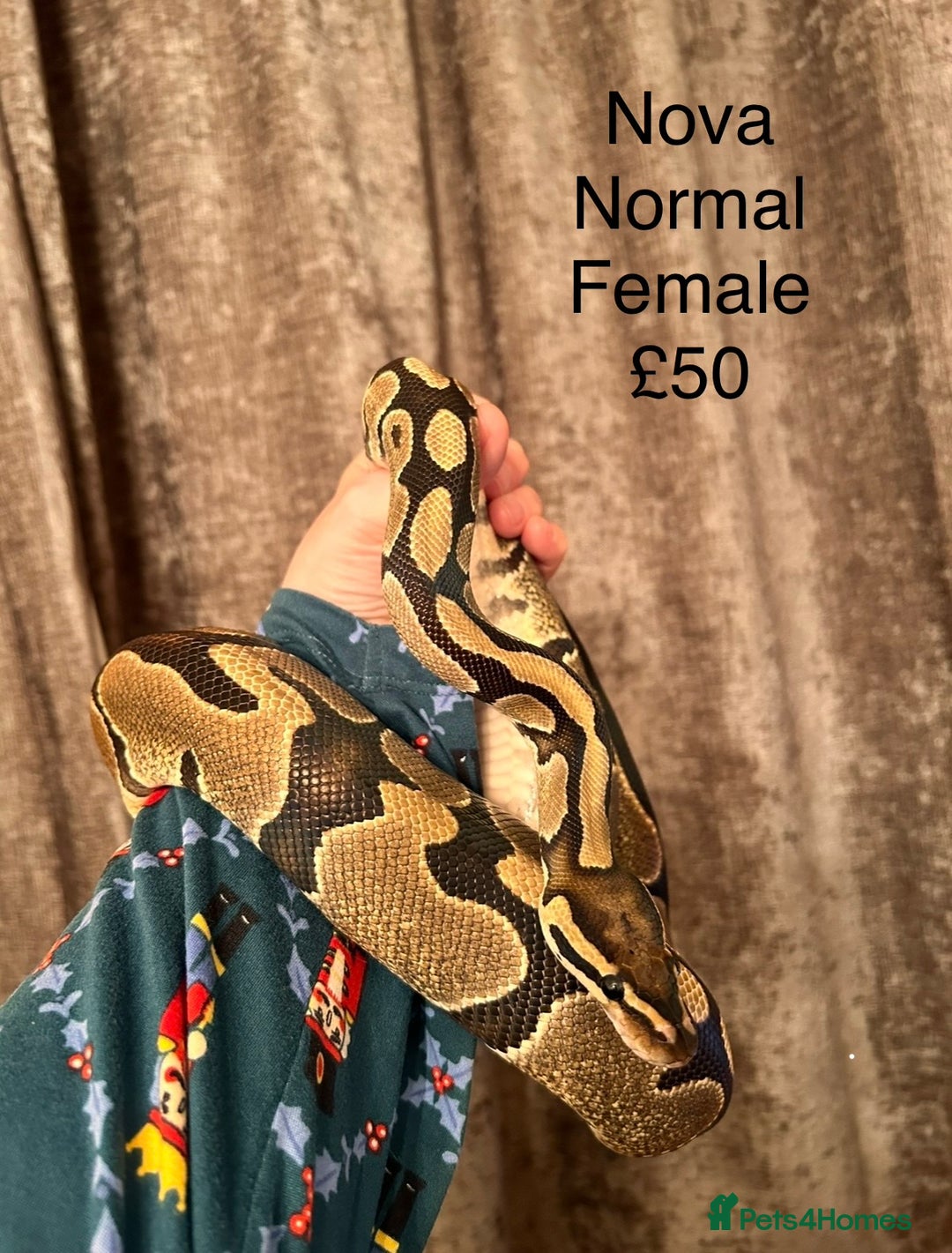 Python Snake reptiles for sale: Royal Python & Hognose - Advert 11