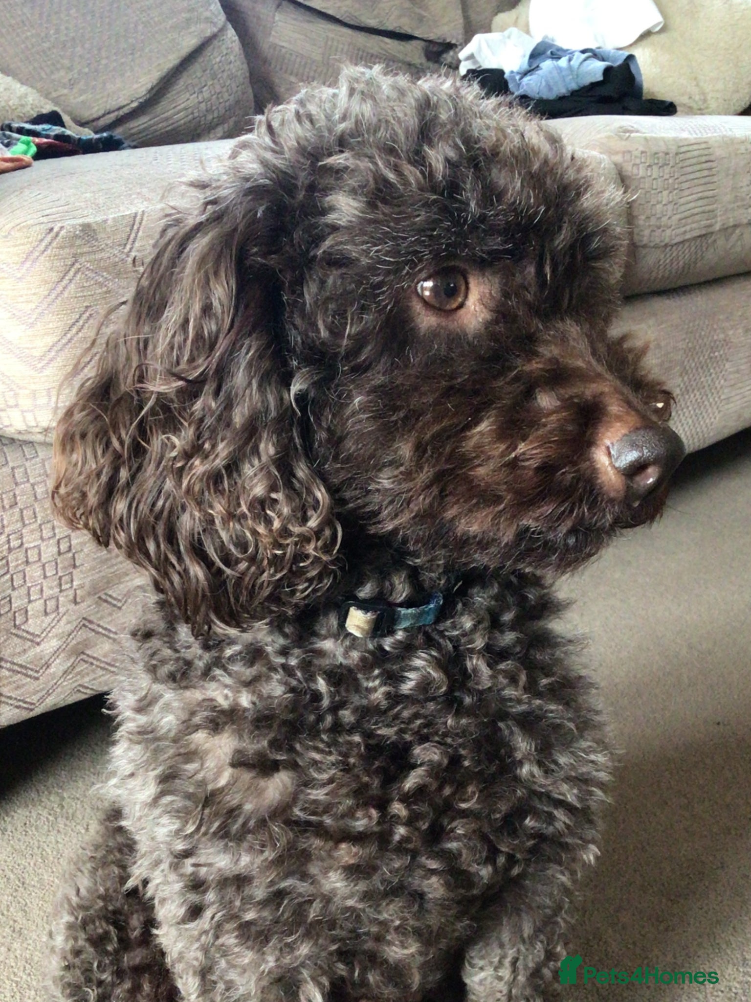 Cockapoo dogs Cockapoo puppies - Advert 16