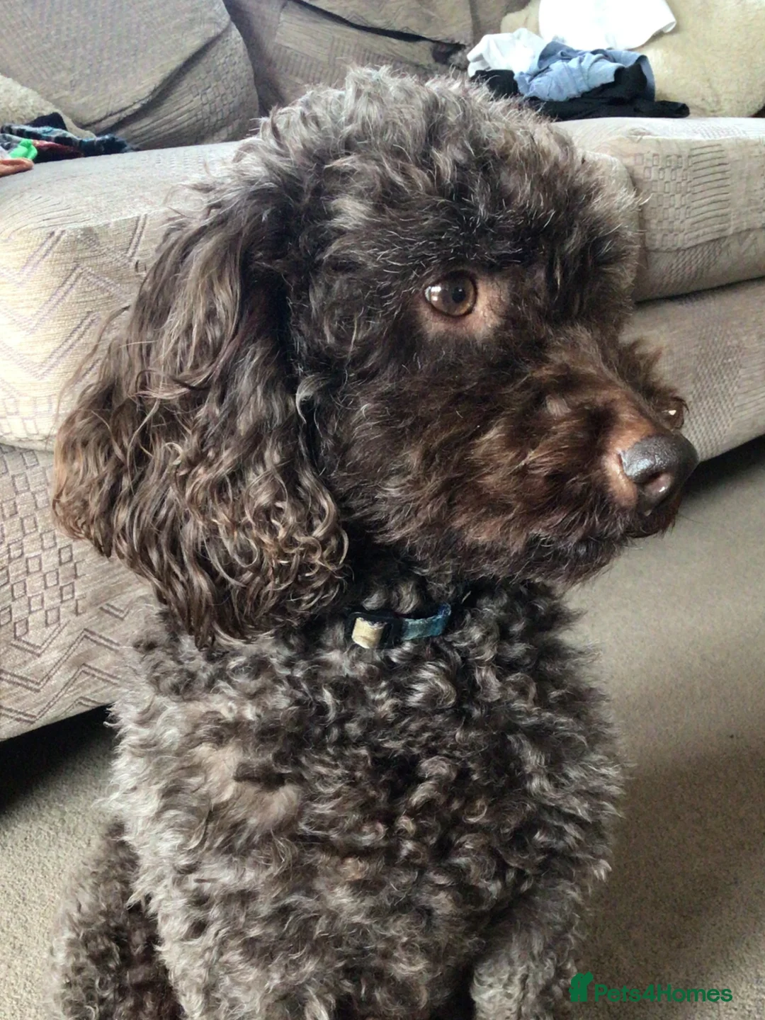 Cockapoo dogs for sale: Cockapoo puppies in Haverhill - Advert 1