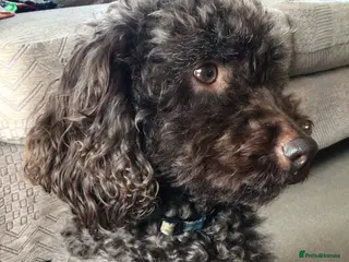 Cockapoo dogs Cockapoo puppies - Advert 16