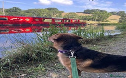 Mixed Breed dogs for adoption: Jeff is looking for the best forever home  - Image 11
