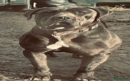 Boerboel dogs for sale: Last boerboel puppy (blue girl , ready now) - Image 5