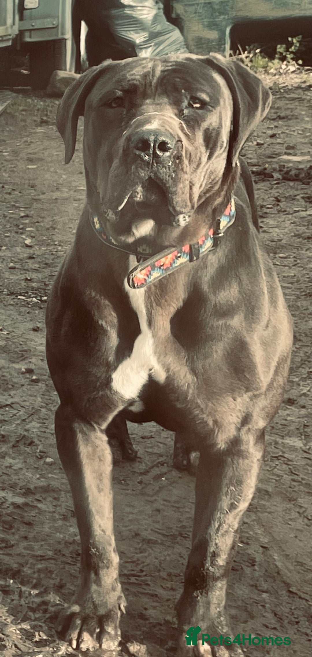 Boerboel dogs for sale: Last boerboel puppy (blue girl , ready now) - Image 5