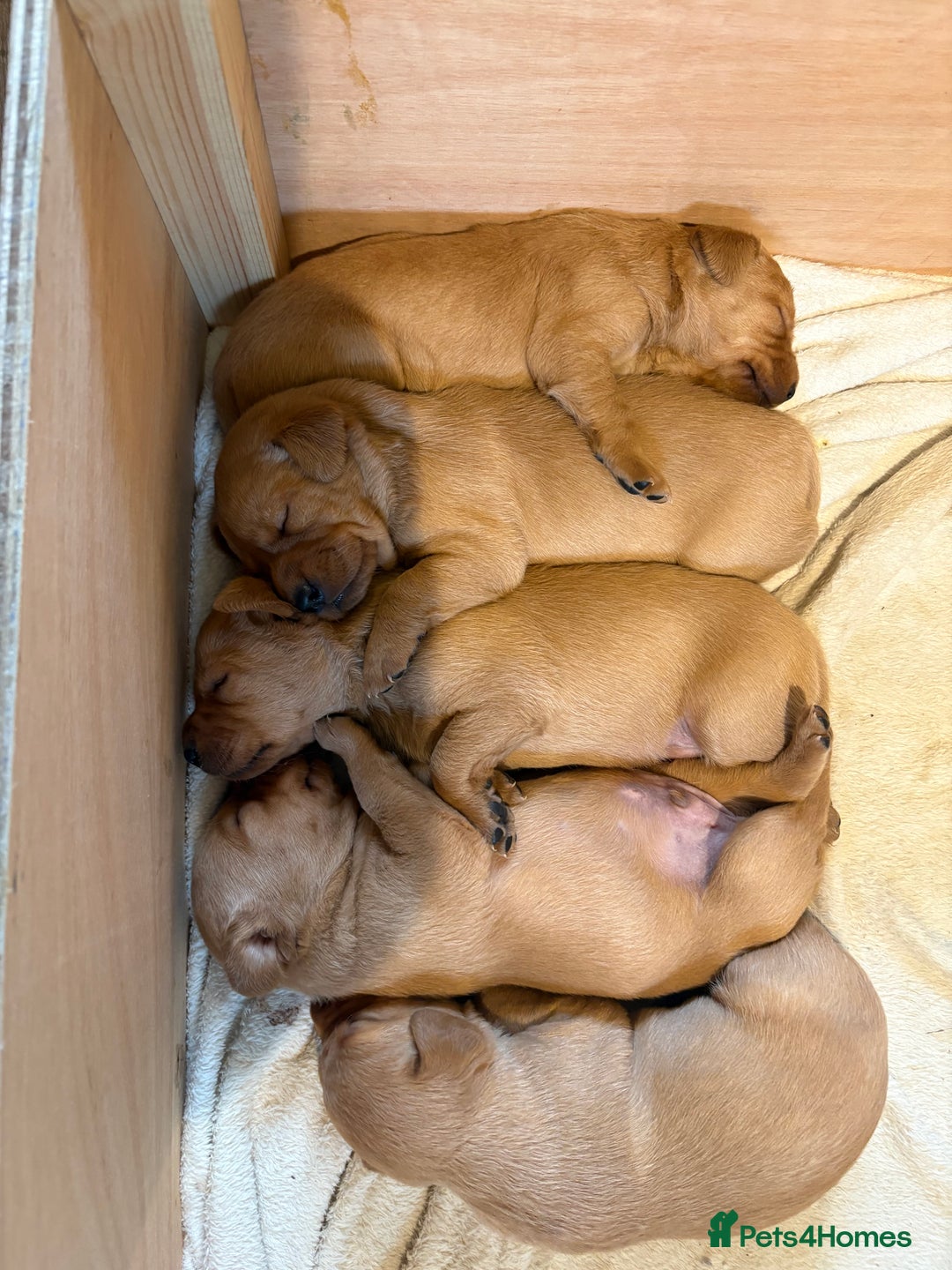 Labrador Retriever dogs for sale: Fox red Labrador retriever puppies – males only - Advert 6