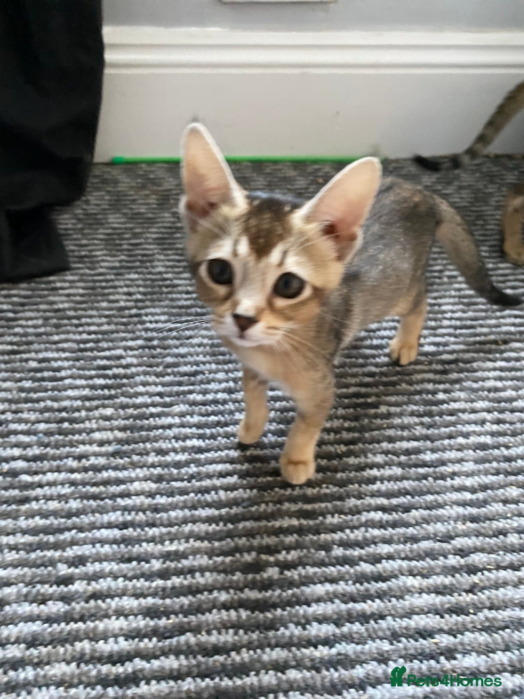 Chausie cats for sale: Savannah x Chausies - Image 2