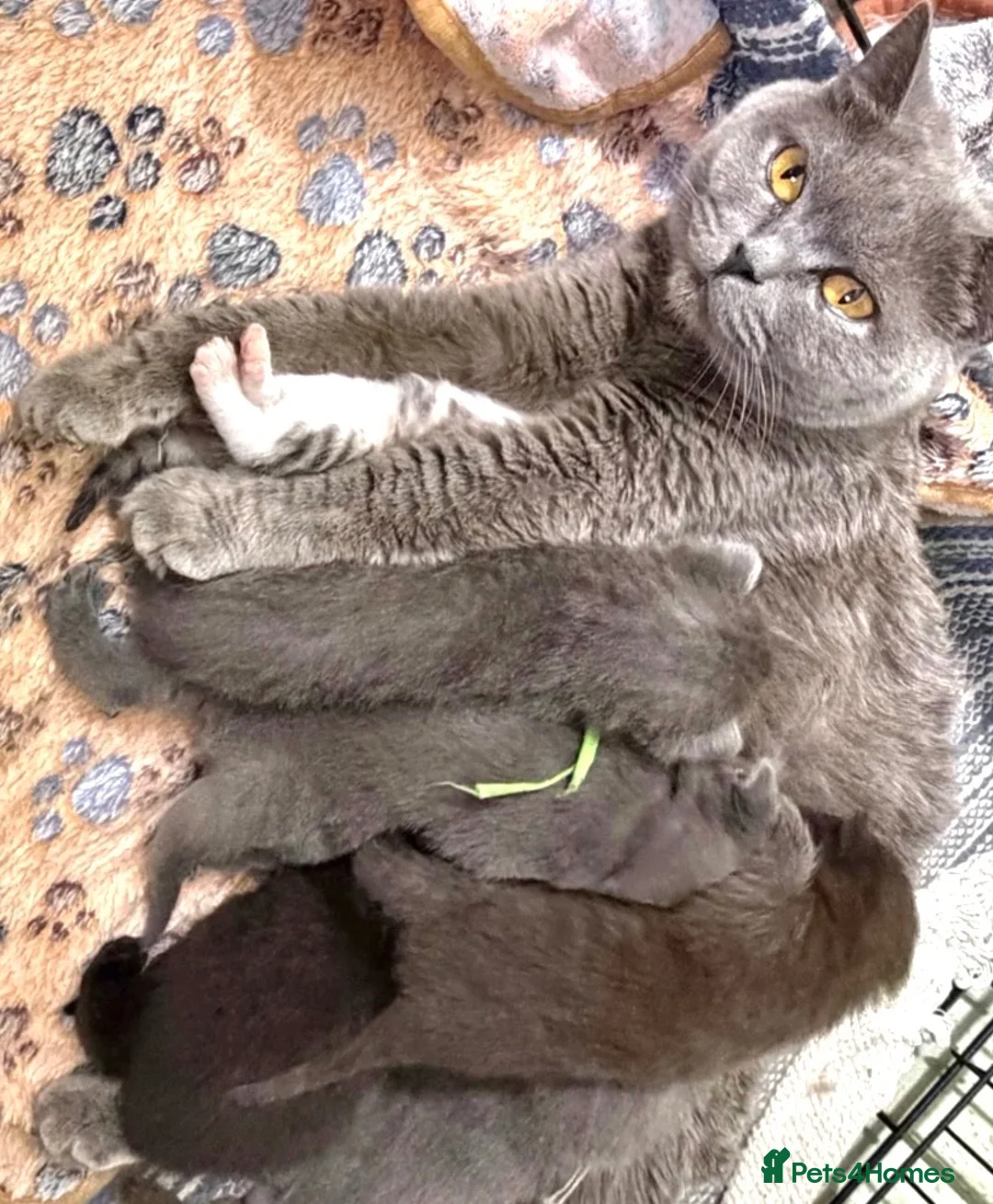 British Shorthair cats for sale: Female British Shorthair 1 left - Berkshire - Advert 10