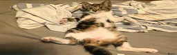 Mixed Breed cats for sale: Last black male - Advert 8