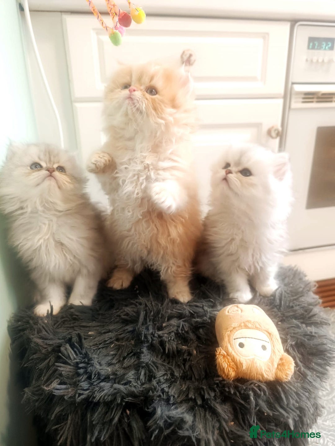 Persian cats for stud: Stud duties: pedigree Persian (Traditional) - Image 6