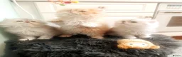 Persian cats for stud: Stud duties: pedigree Persian (Traditional) - Advert 6