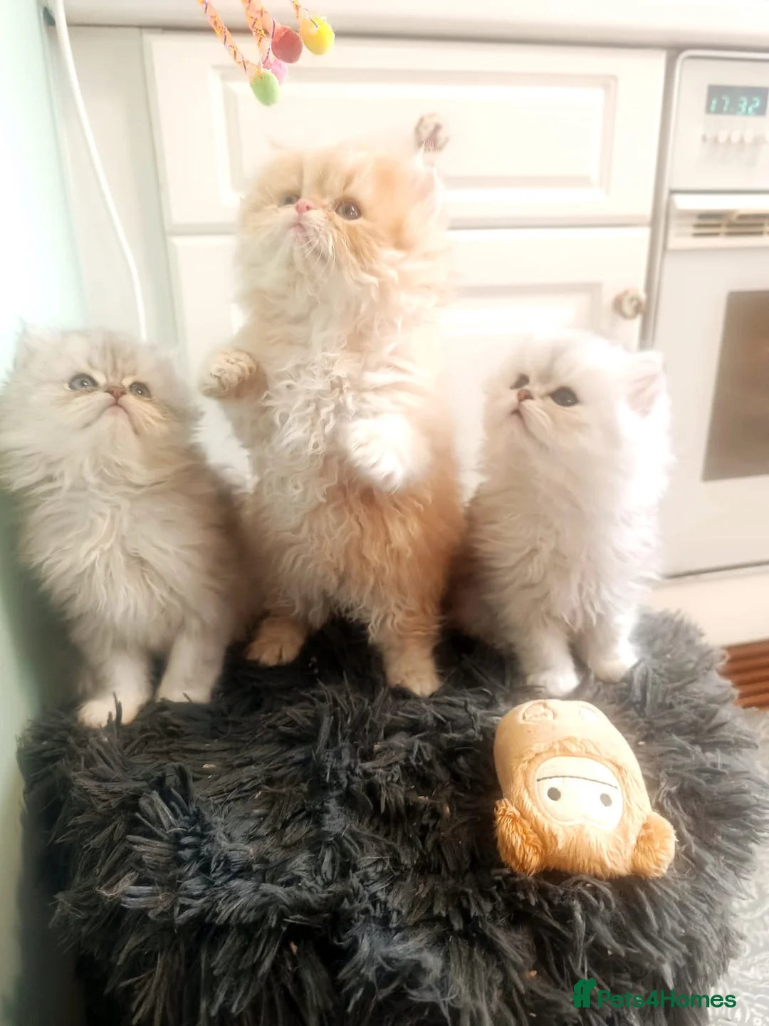 Persian cats for stud: Stud duties: pedigree Persian (Traditional) - Advert 6