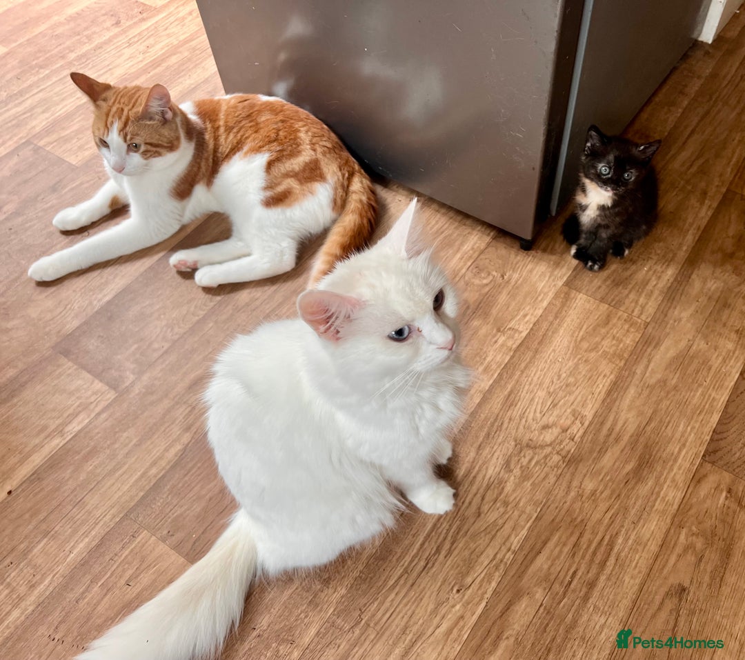 British Longhair cats for sale: 2 adorable kittens looking for their forever home - Image 6