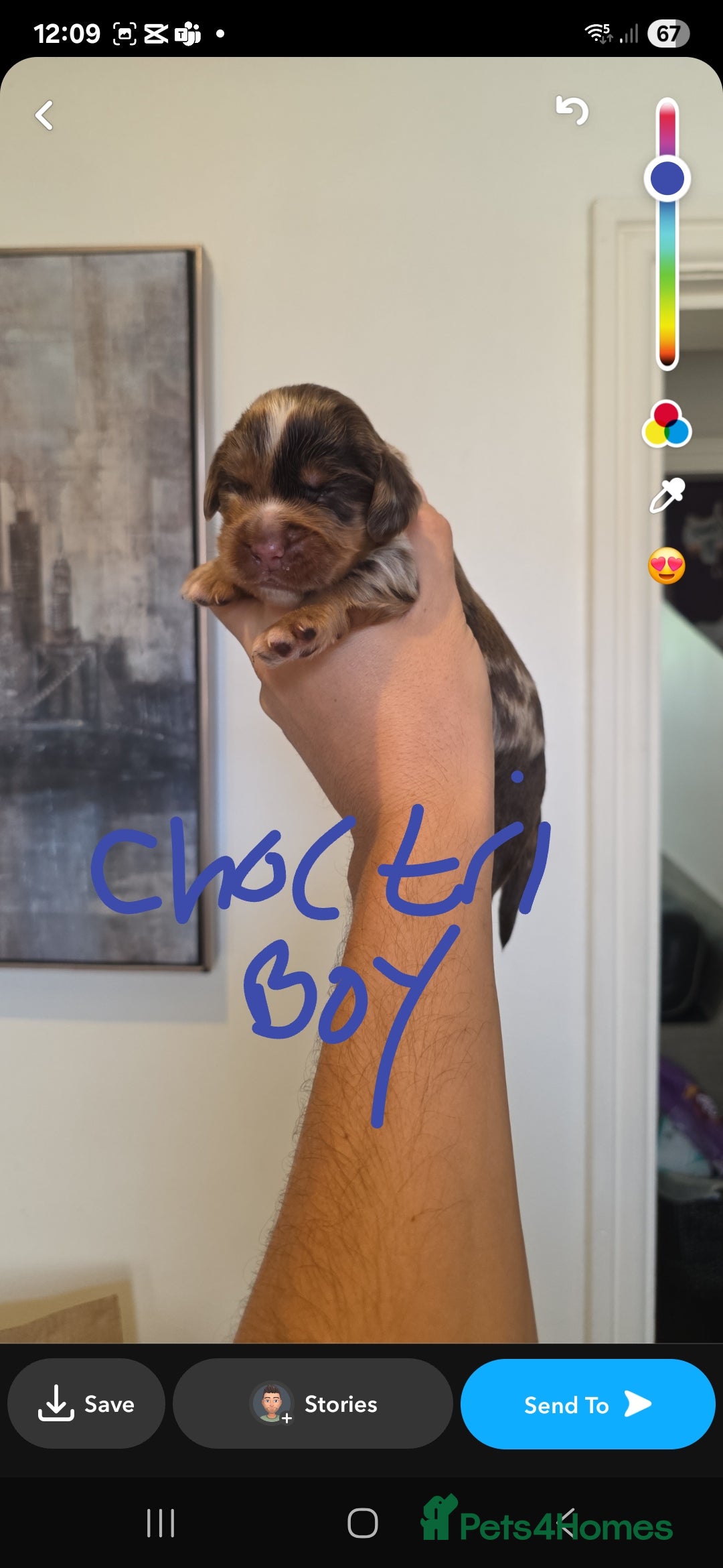 Cocker Spaniel dogs for sale: Kc registered mixed litter - Image 9