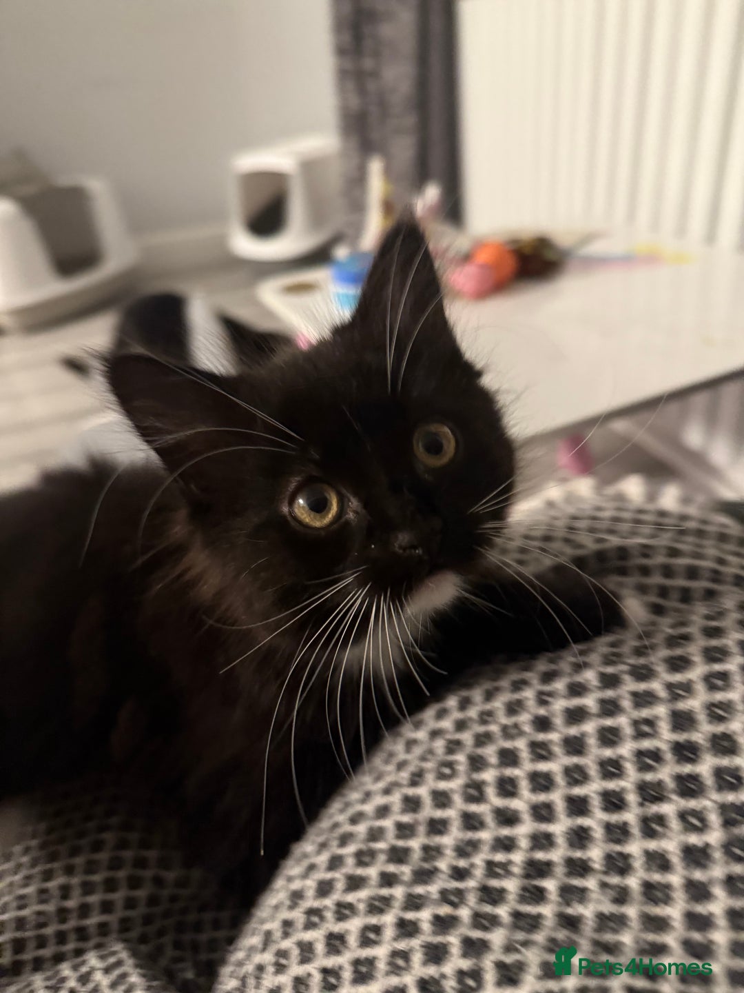 Mixed Breed cats for sale: 3 kittens for sale - Advert 5