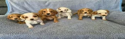Cocker Spaniel dogs for sale: Cocker Spaniel Puppies in Hull - Advert 1