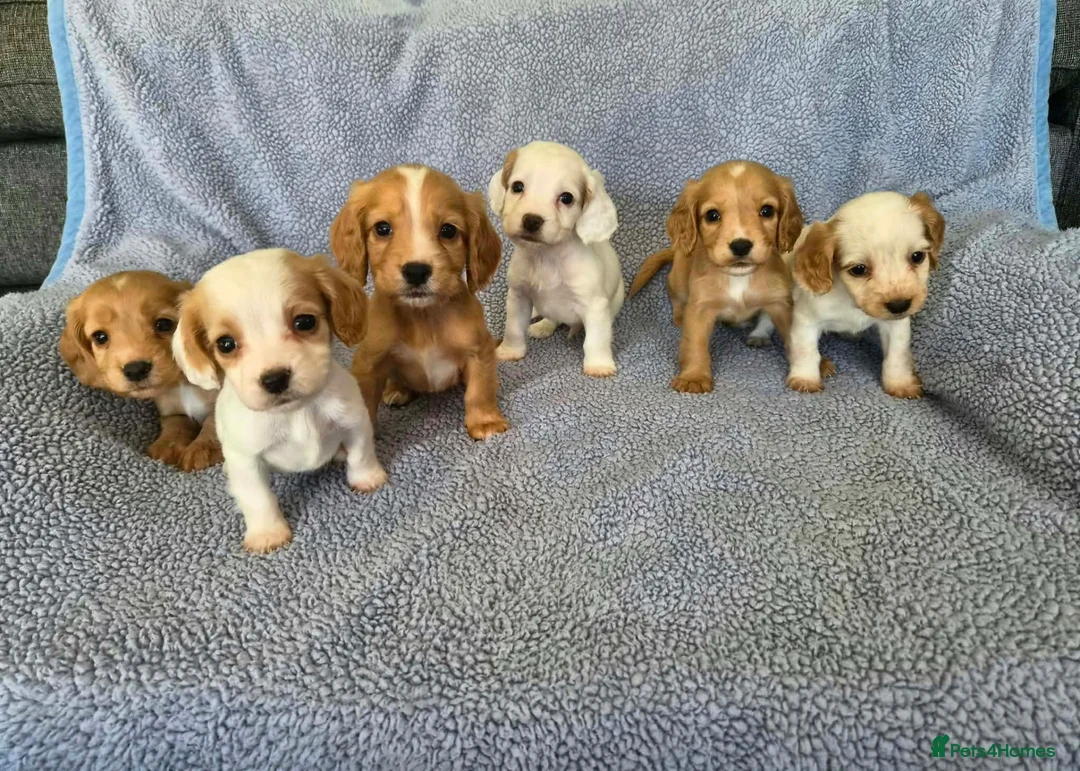 Cocker Spaniel dogs for sale: Cocker Spaniel Puppies in Hull - Advert 1