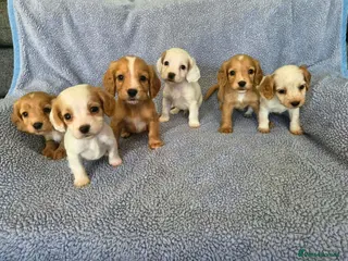 Cocker Spaniel dogs Cocker Spaniel Puppies - Advert 1