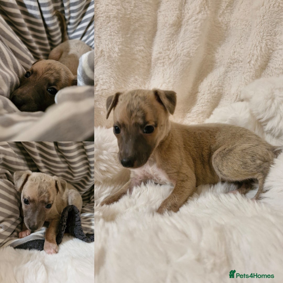 Whippet dogs for sale: Small KC Whippets Looking 4 Their 4ever Homes - Image 2