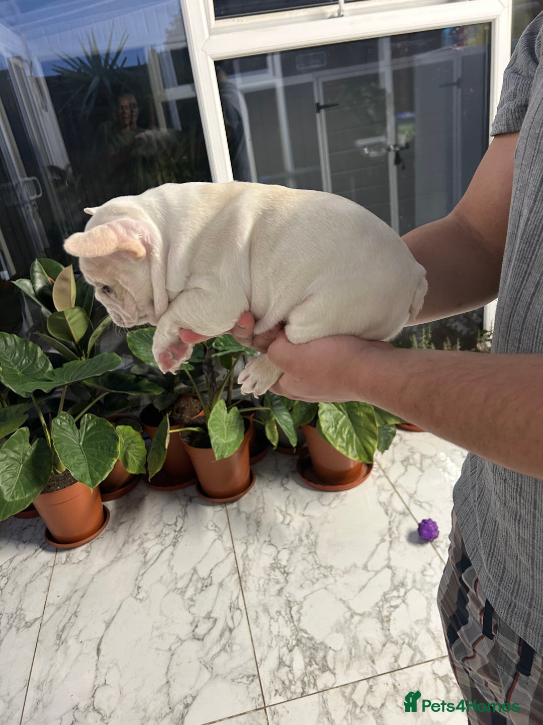 French Bulldog dogs for sale: 3 Extremely beautiful French bull terriers kc reg  - Advert 21