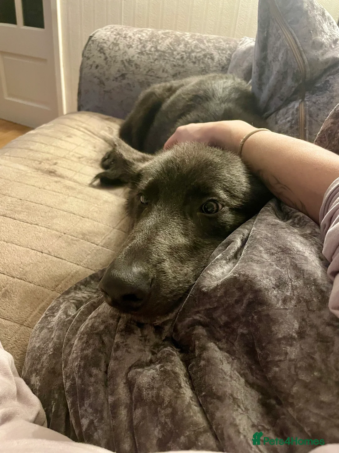 German Shepherd dogs for sale: Beautiful solid blue German shepherd female  in Crewe - Advert 1