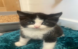 Turkish Angora cats for sale: Turkish angora mix kittens for sale  - Image 5
