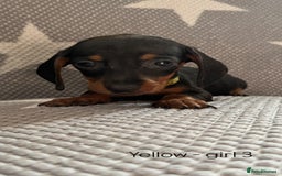 Dachshund dogs for sale:  !!Reduced!!READY TO LEAVE!! miniature dachshunds  - Image 21