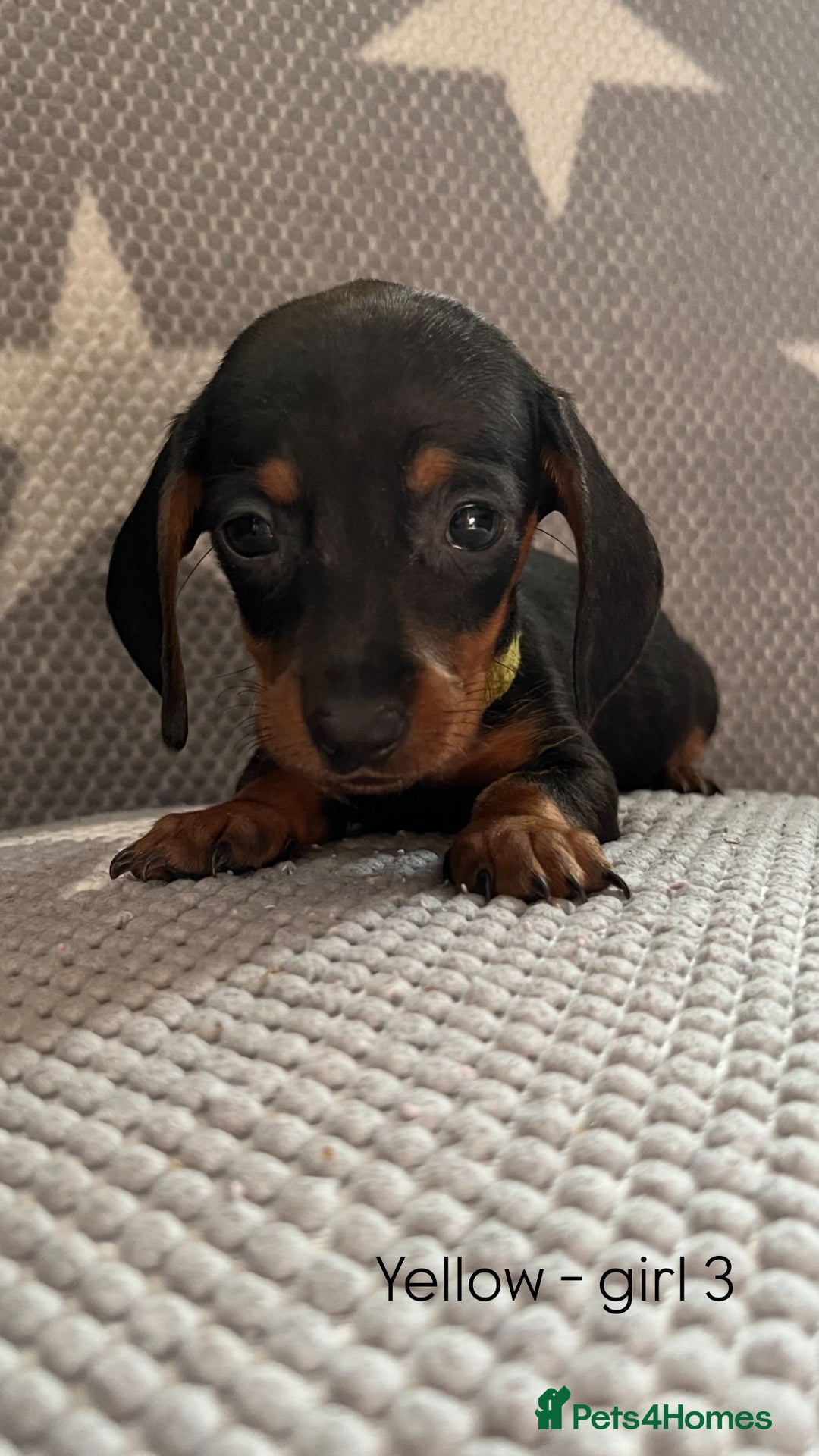 Dachshund dogs for sale:  !!Reduced!!READY TO LEAVE!! miniature dachshunds  - Image 21