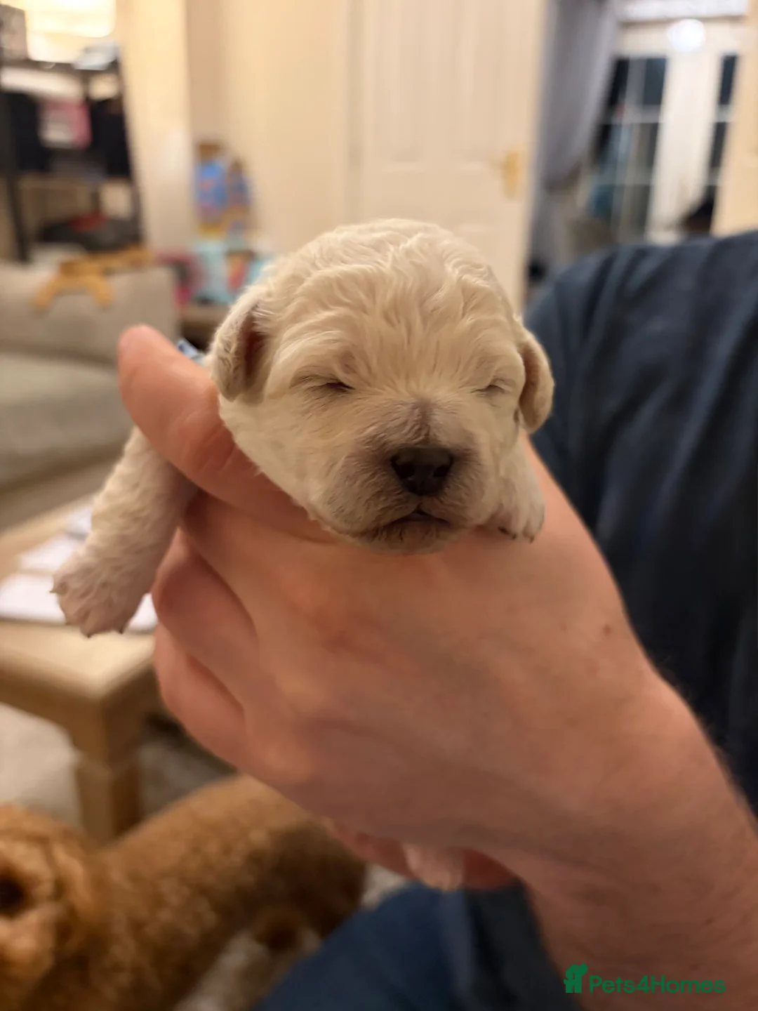 Mixed Breed dogs for sale: 5 Beautiful Poochon Puppies For Sale - Advert 18